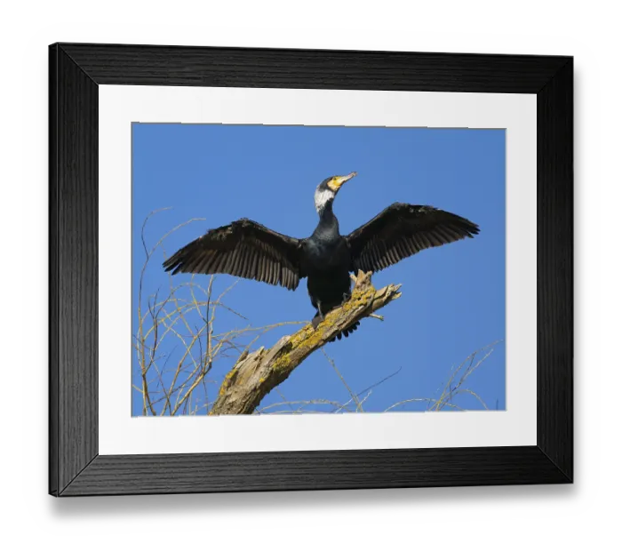 Framed Print : Common Cormorant (Phalacrocorax carbo)