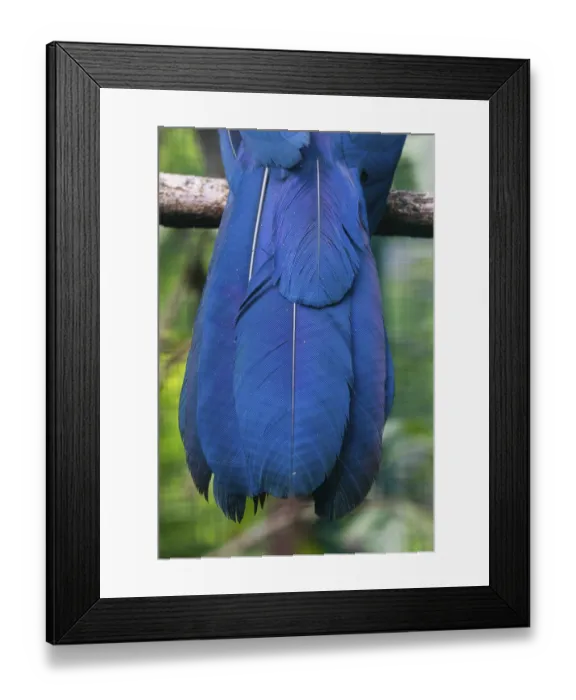 Framed Print : Blue coua (Coua caerulea), detailed study of adult bird's tail feathers