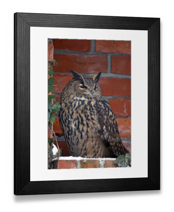 Framed Print : Eurasian Eagle-Owl (Bubo bubo) Eagle owl sitting in an alcove Framed Print : Eurasian Eagle-Owl (Bubo bubo) Eagle owl sitting in an alcove