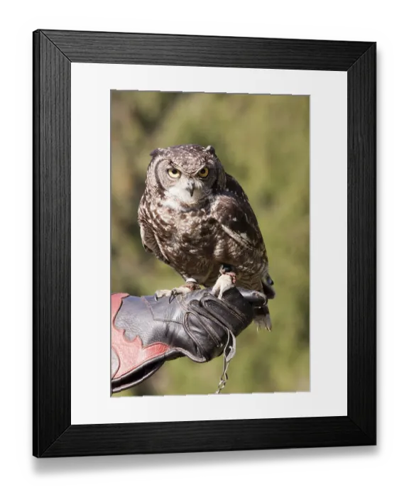 Framed Print : Spotted eagle-owl (Bubo africanus) on falconer's glove Spotted eagle-owl (Bubo africanus) on falconer's glove Framed Print : Spotted eagle-owl (Bubo africanus) on falconer's glove Spotted eagle-owl (Bubo africanus) on falconer's glove