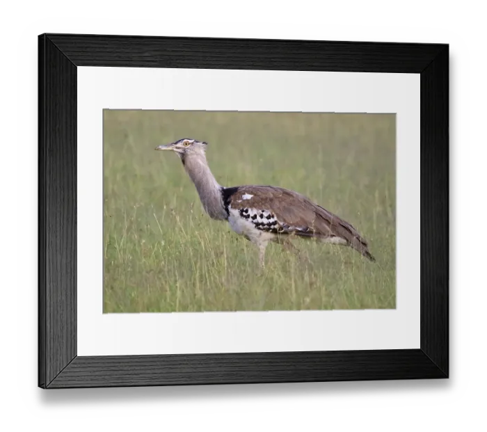 Framed Print : Kori bustard (Ardeotis kori), Kori Bustard Framed Print : Kori bustard (Ardeotis kori), Kori Bustard