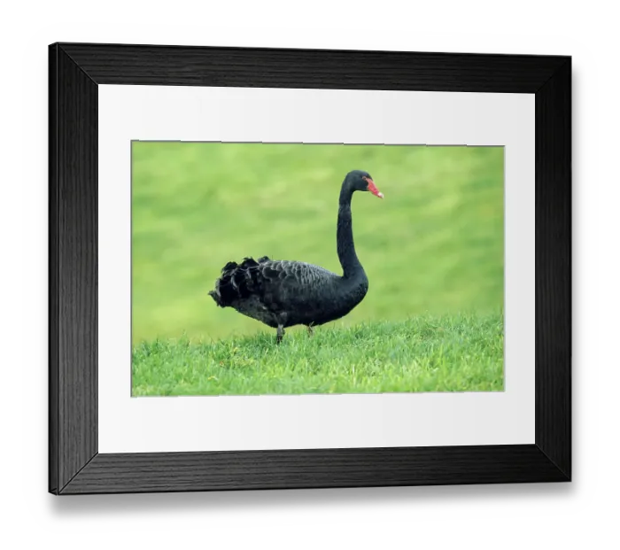 Framed Print : Black Swan (Cygnus atratus), standing in a meadow Framed Print : Black Swan (Cygnus atratus), standing in a meadow