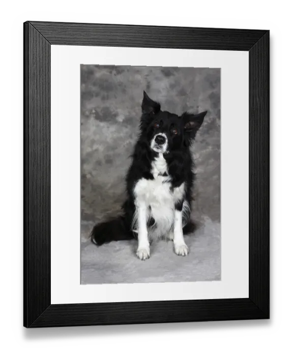 Framed Print : Border Collie (Canis lupus familiaris)