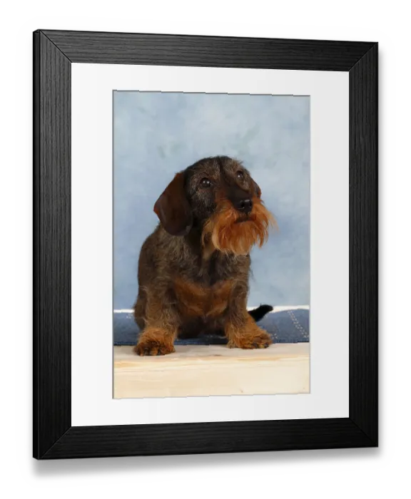 Framed Print : Wire-haired dachshund, sitting Framed Print : Wire-haired dachshund, sitting