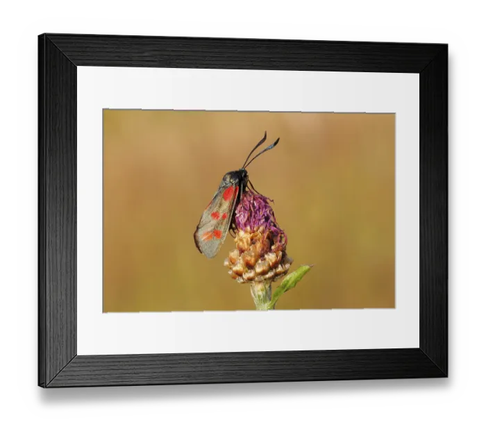 Framed Print : Six-spot Burnet (Zygaena filipendulae) Framed Print : Six-spot Burnet (Zygaena filipendulae)
