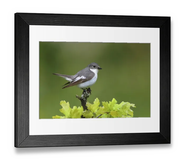 Framed Print : European Pied Flycatcher (Ficedula hypoleuca)