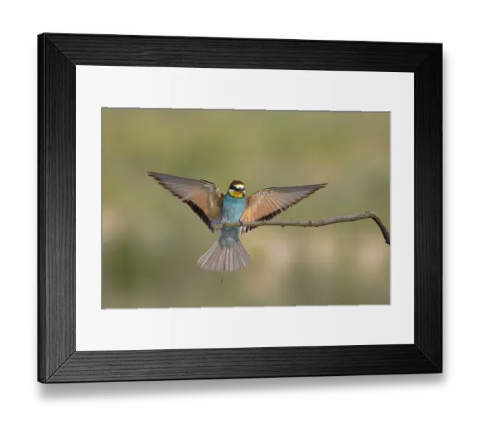 Framed Print : Bee-eater (Merops apiaster) approaching a branch with spread wings