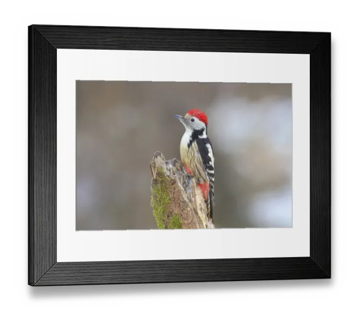 Framed Print : Middle Spotted Woodpecker (Dendrocopos medius) sitting on a tree trunk covered with moss