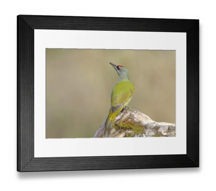 Framed Print : Grey-headed woodpecker (Picus canus) Framed Print : Grey-headed woodpecker (Picus canus)