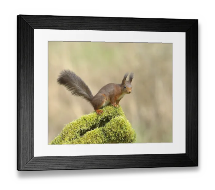 Framed Print : Eurasian red squirrel (Sciurus vulgaris) Framed Print : Eurasian red squirrel (Sciurus vulgaris)