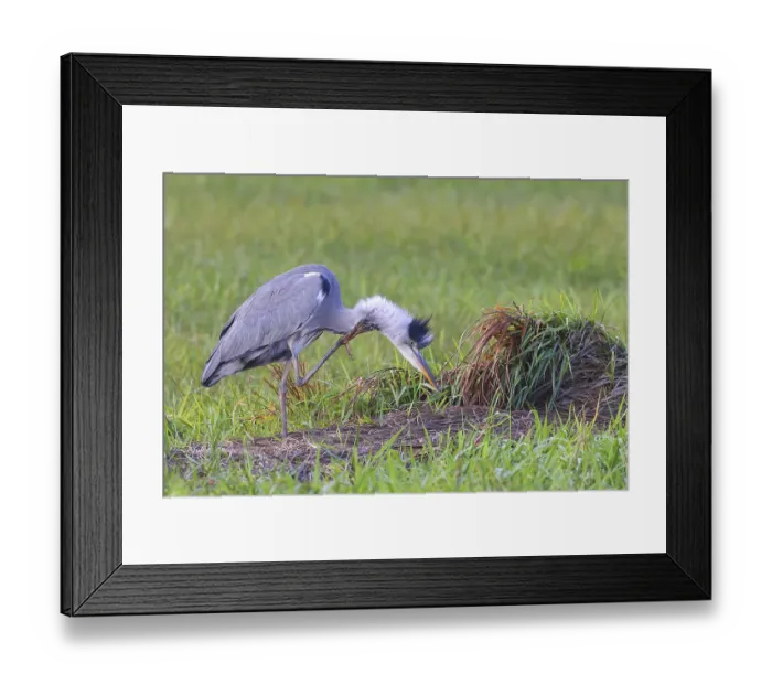 Framed Print : Grey heron (Ardea cinerea) Wildlife Framed Print : Grey heron (Ardea cinerea) Wildlife