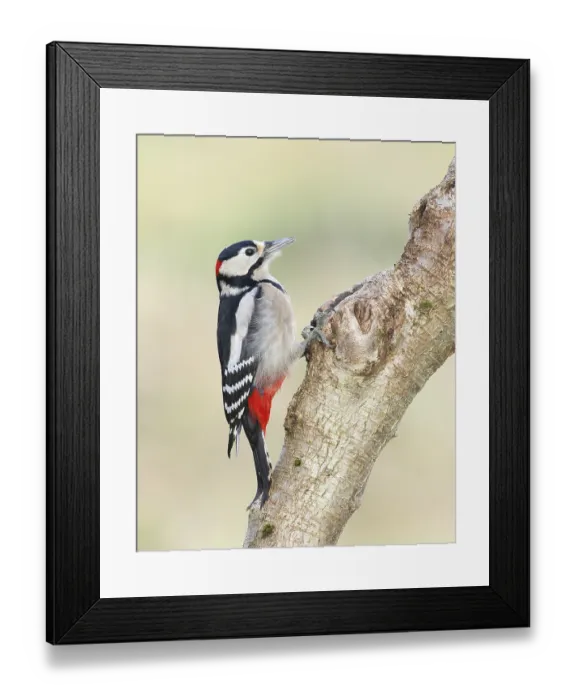 Framed Print : Great spotted woodpecker (Dendrocopos major) Framed Print : Great spotted woodpecker (Dendrocopos major)
