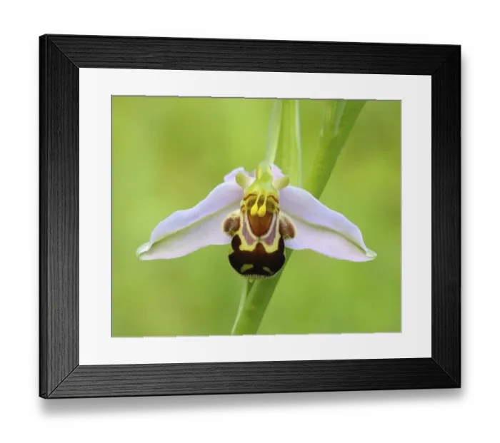 Framed Print : Bee orchid (Ophrys apivera), single flower