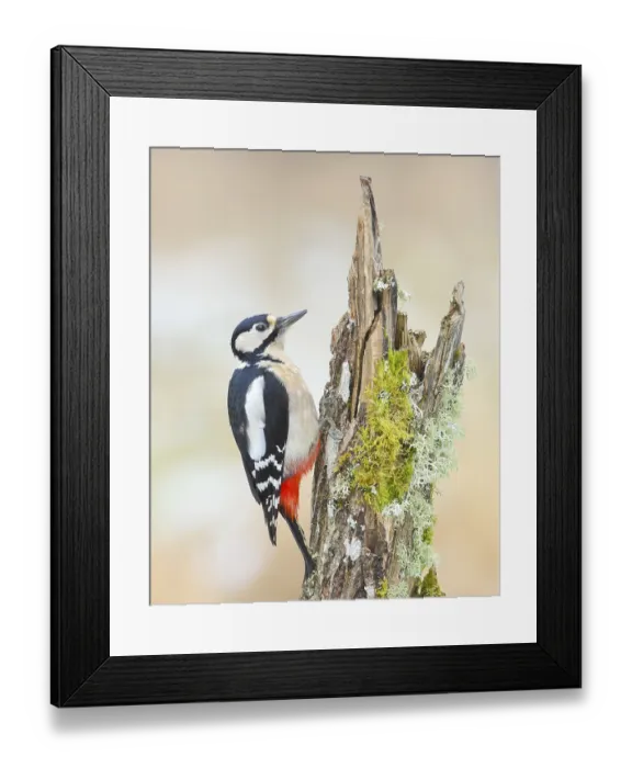 Framed Print : Great spotted woodpecker (Dendrocopus major)