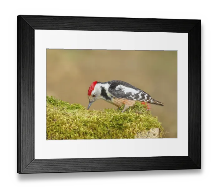 Framed Print : Middle Spotted Woodpecker (Dendrocopos medius)