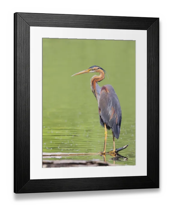 Framed Print : Purple heron (Ardea purpurea), standing on a branch in the water