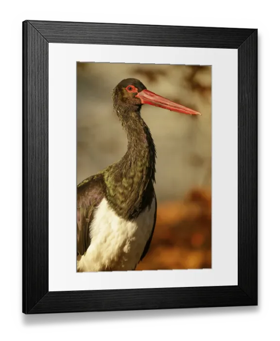 Framed Print : Black stork (Ciconia nigra), male, captive