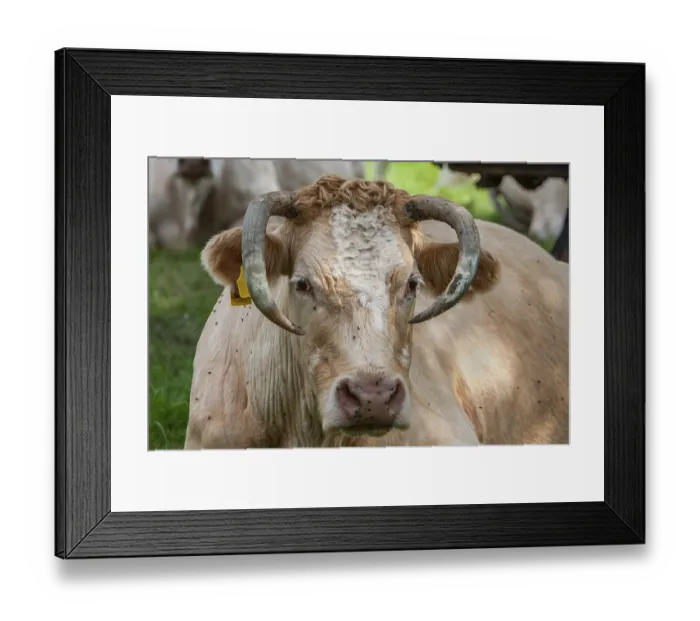 Framed Print : Charolais cattle, Palatinate, Rhineland-Palatinate Framed Print : Charolais cattle, Palatinate, Rhineland-Palatinate