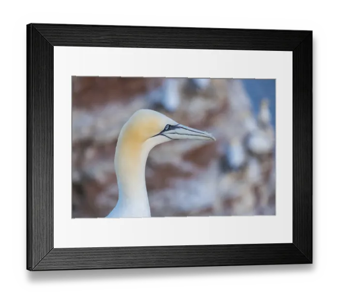 Framed Print : Northern gannet (Morus bassanus)