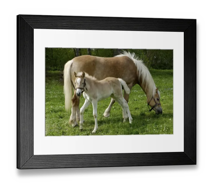 Framed Print : Haflinger mare with eleven-day-old foal out at feed
