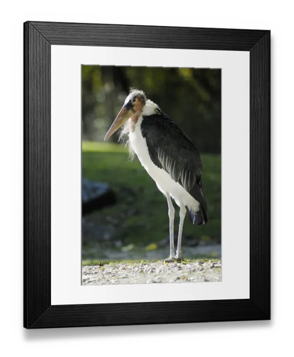 Framed Print : Marabou Stork (Leptoptilos crumeniferus) Framed Print : Marabou Stork (Leptoptilos crumeniferus)