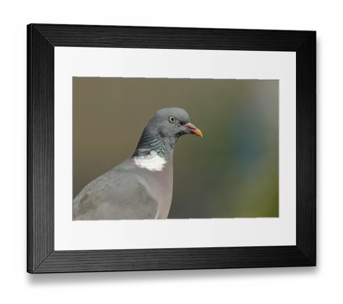 Framed Print : Common wood pigeon (Columba palumbus)