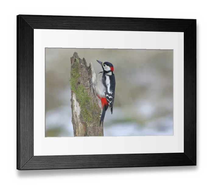 Framed Print : Great Spotted Woodpecker (Dendrocopos major) Framed Print : Great Spotted Woodpecker (Dendrocopos major)