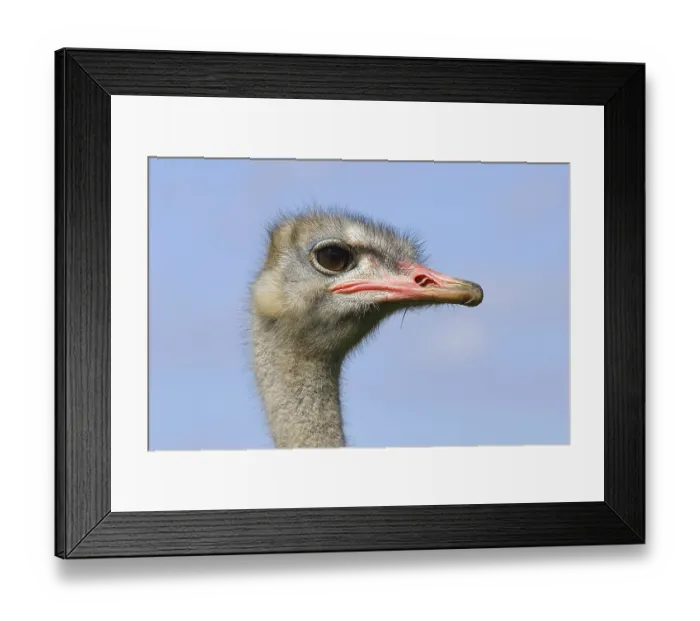 Framed Print : Common ostrich (Struthio camelus)
