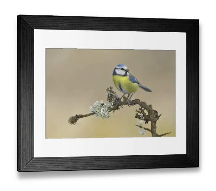 Framed Print : Blue tit (Parus caeruleus), sitting on a branch overgrown with reindeer lichen (Cladonia rangiferina)