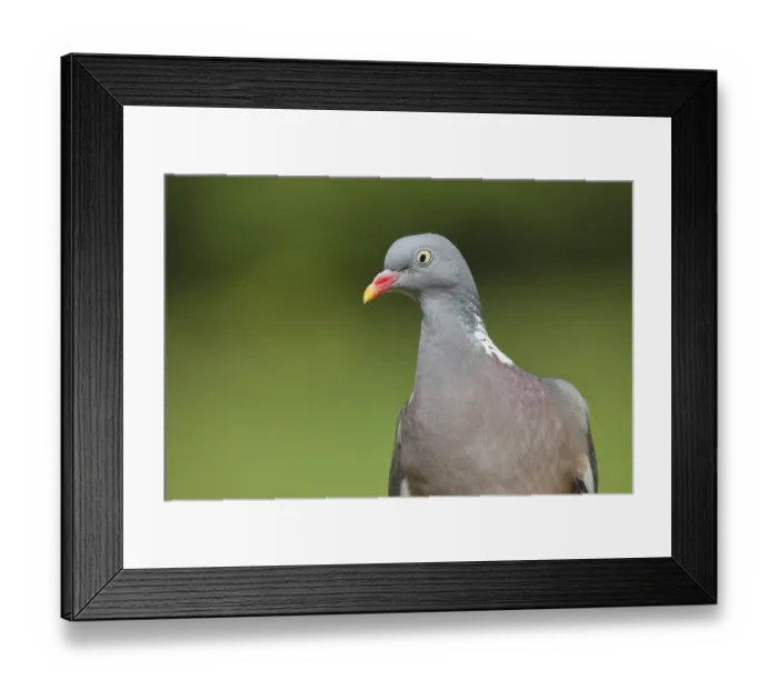Framed Print : Common wood pigeon (Columba palumbus) Framed Print : Common wood pigeon (Columba palumbus)