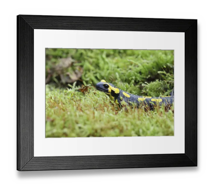 Framed Print : Fire salamander (Salamandra salamandra)