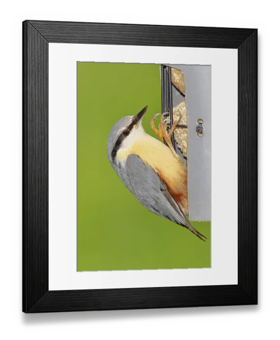 Framed Print : Nuthatch (Sitta europaea) at a feeder in the garden Framed Print : Nuthatch (Sitta europaea) at a feeder in the garden