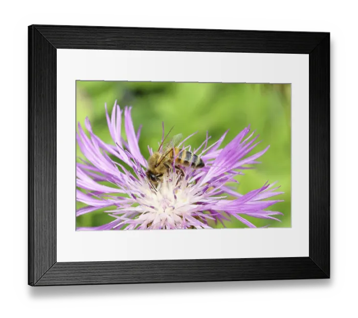 Framed Print : European honey bee (Apis mellifera)