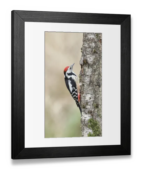 Framed Print : Middle spotted woodpecker (Dendrocopos medius) foraging on the trunk of a grey birch (Betula populifolia)