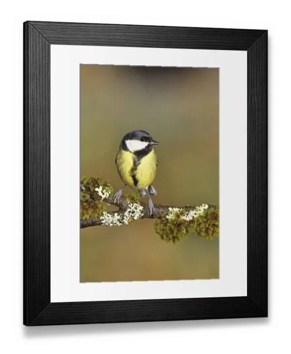 Framed Print : Great tit (Parus major), sitting on a branch overgrown with lichen and moss Framed Print : Great tit (Parus major), sitting on a branch overgrown with lichen and moss