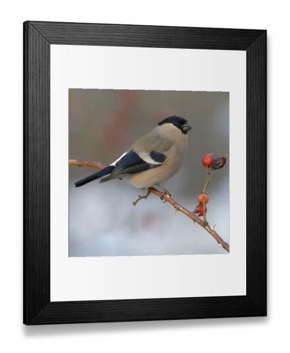 Framed Print : Eurasian bullfinch, bullfinch (Pyrrhula pyrrhula)