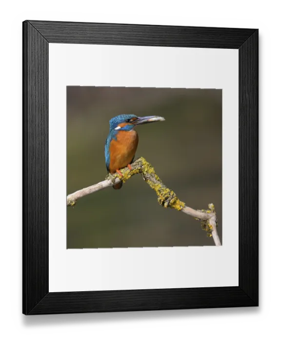 Framed Print : Common kingfisher (Alcedo atthis)