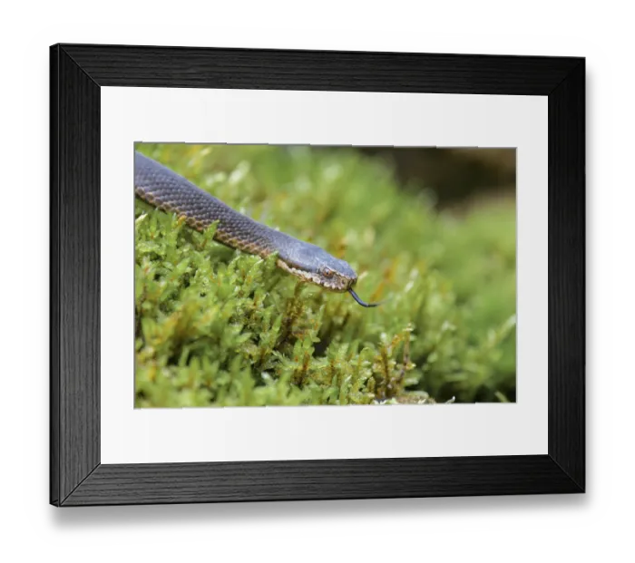 Framed Print : Common european viper (Vipera berus) Framed Print : Common european viper (Vipera berus)