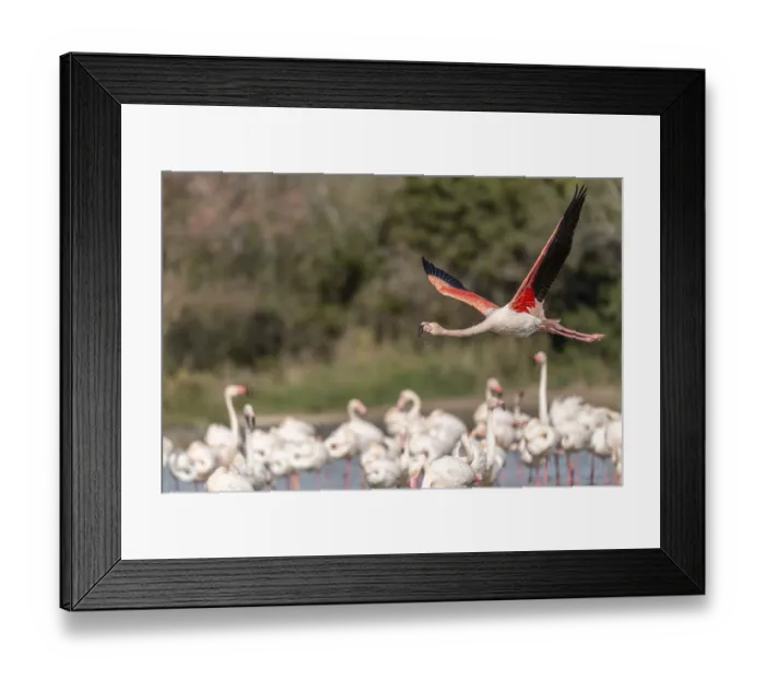 Framed Print : Flamingo (Phoenicopterus roseus) jumping out of a pond