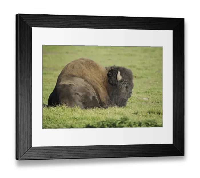 Framed Print : American bison (Bos bison, Bison bison)