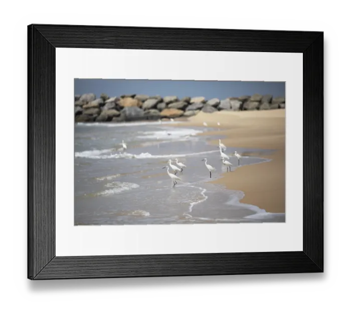 Framed Print : Great egret (Ardea alba, syn.: Casmerodius albus)
