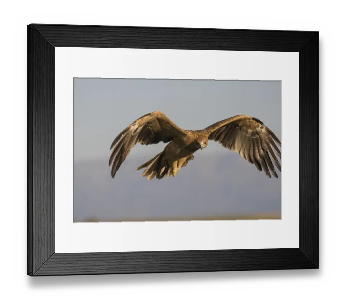 Framed Print : Juvenile Iberian Eagle, Spanish Imperial Eagle (Aquila adalberti)