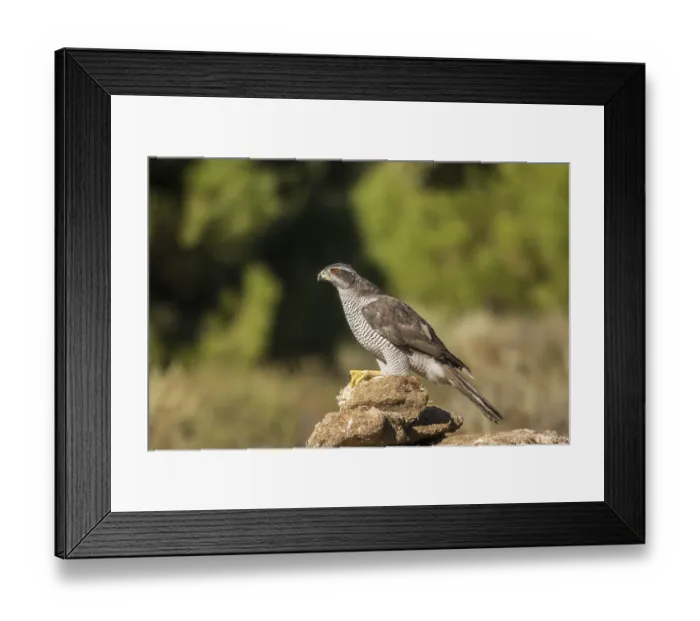 Framed Print : Northern goshawk (Accipiter gentilis) Framed Print : Northern goshawk (Accipiter gentilis)