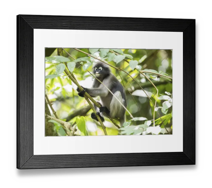 Framed Print : Dusky leaf monkey (Trachypithecus obscurus) Framed Print : Dusky leaf monkey (Trachypithecus obscurus)