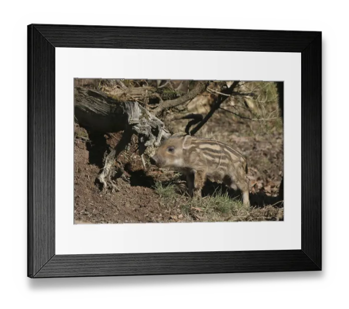 Framed Print : Wild boar (Sus scrofa) approx. 2 weeks old