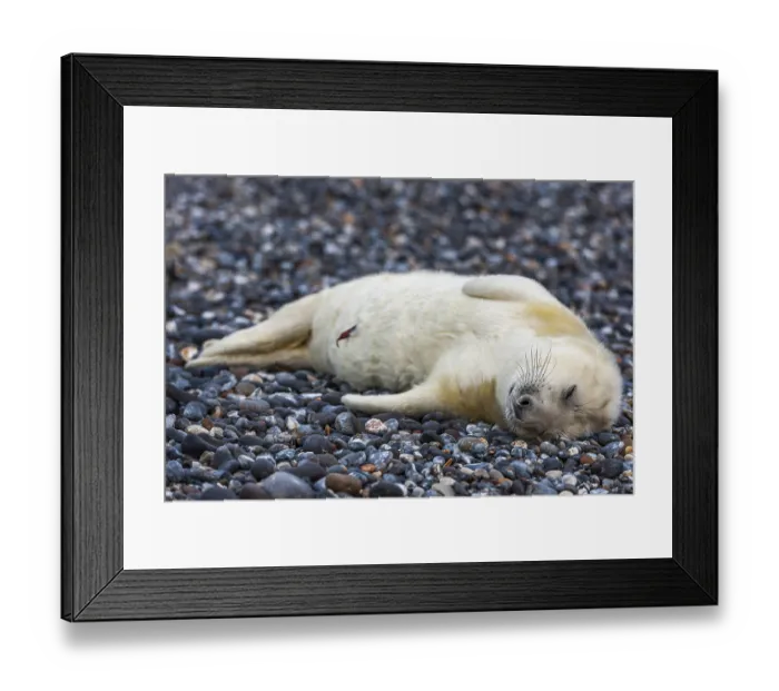 Framed Print : Grey seal (Halichoerus grypus) Framed Print : Grey seal (Halichoerus grypus)