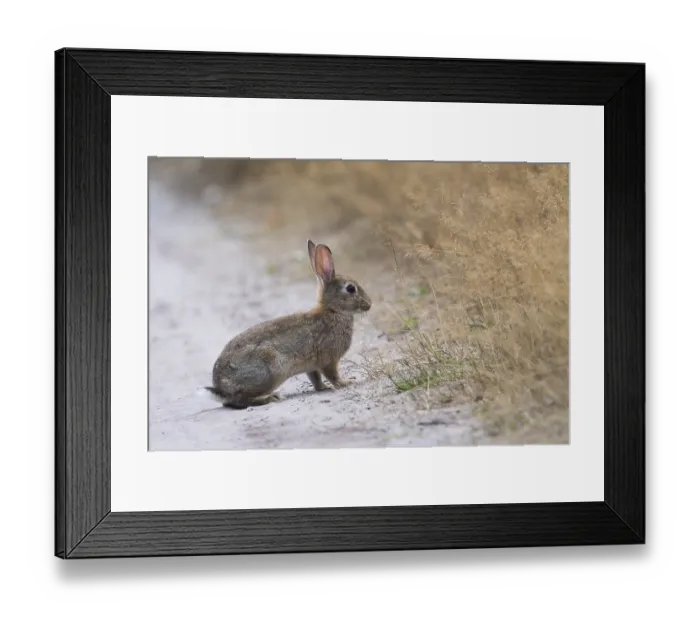 Framed Print : European rabbit (Oryctolagus cuniculus) Framed Print : European rabbit (Oryctolagus cuniculus)