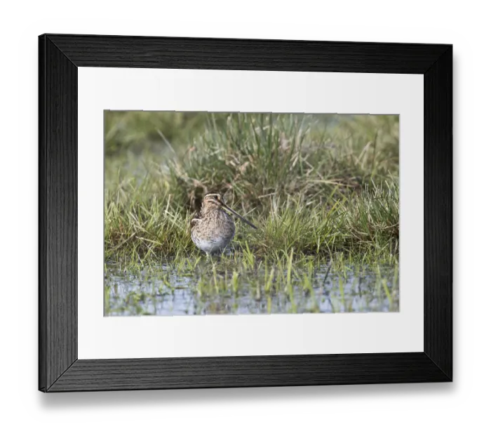 Framed Print : Common snipe (Gallinago gallinago) in a wet meadow Framed Print : Common snipe (Gallinago gallinago) in a wet meadow