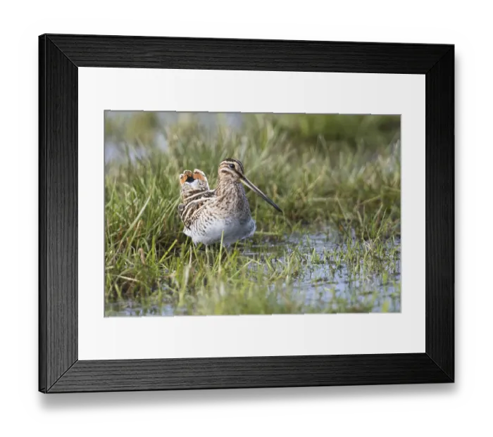Framed Print : Common snipe (Gallinago gallinago) in a wet meadow