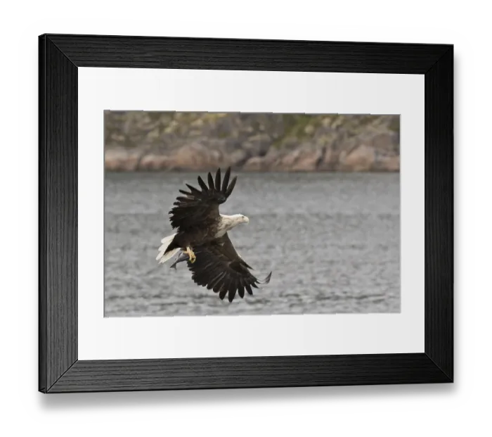 Framed Print : White-tailed eagle (Haliaeetus albicilla)